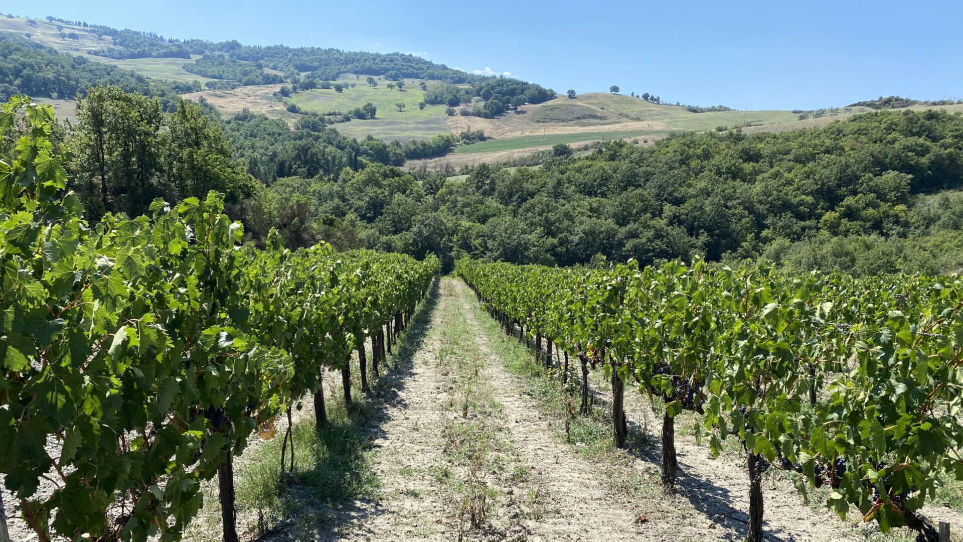 Vigneti biologici di Terre di Giorgio in Val d’Orcia