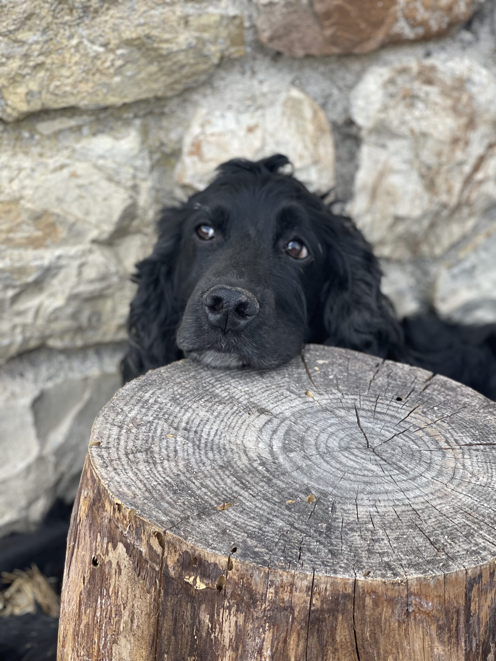 Ares