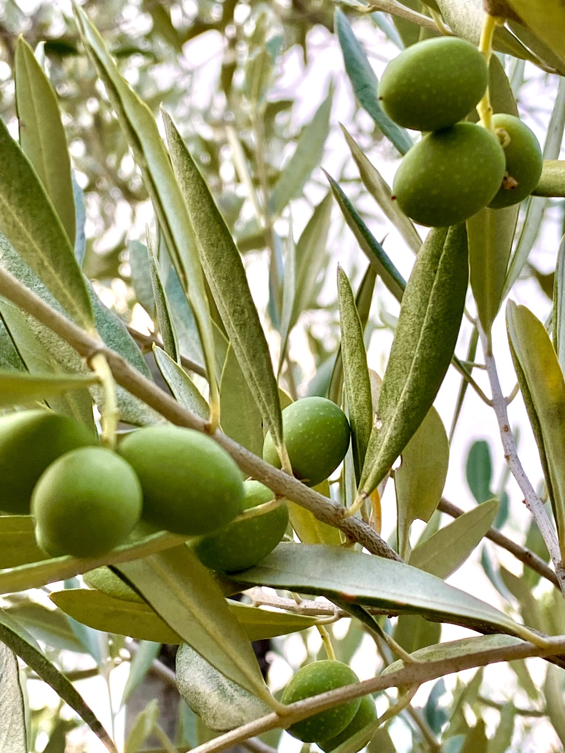 Olive coltivate nei terreni di Terre di Giorgio