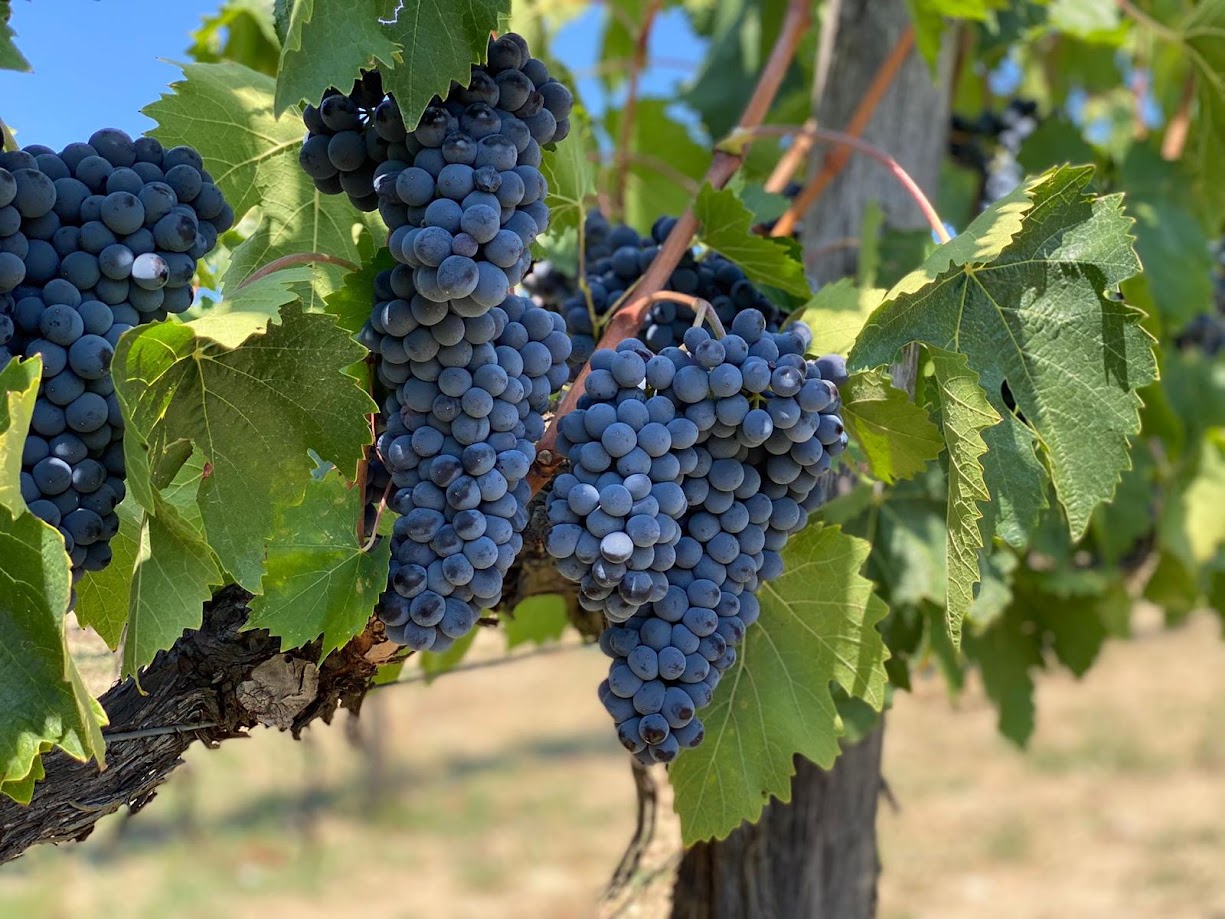 Grappoli d’uva maturi in una vigna biologica di Terre di Giorgio in Val d’Orcia