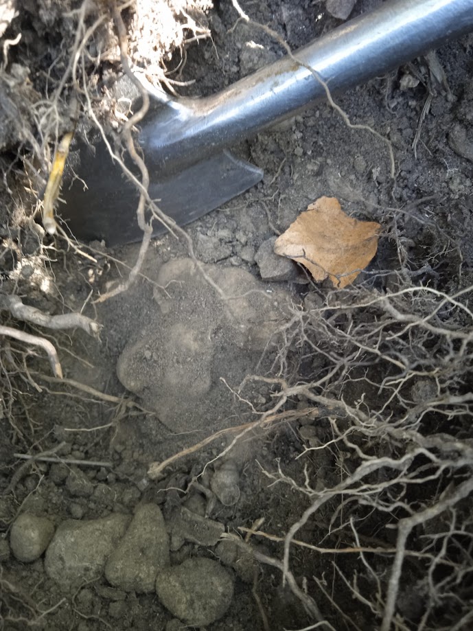 Scavo del tartufo nel terreno durante la caccia al tartufo in Val d’Orcia
