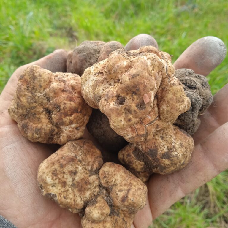 Tartufi appena raccolti nel palmo di una mano durante l’esperienza di Terre di Giorgio