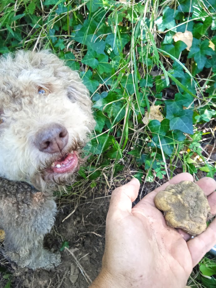 Cane da tartufo con il tartufo appena trovato nei terreni di Terre di Giorgio