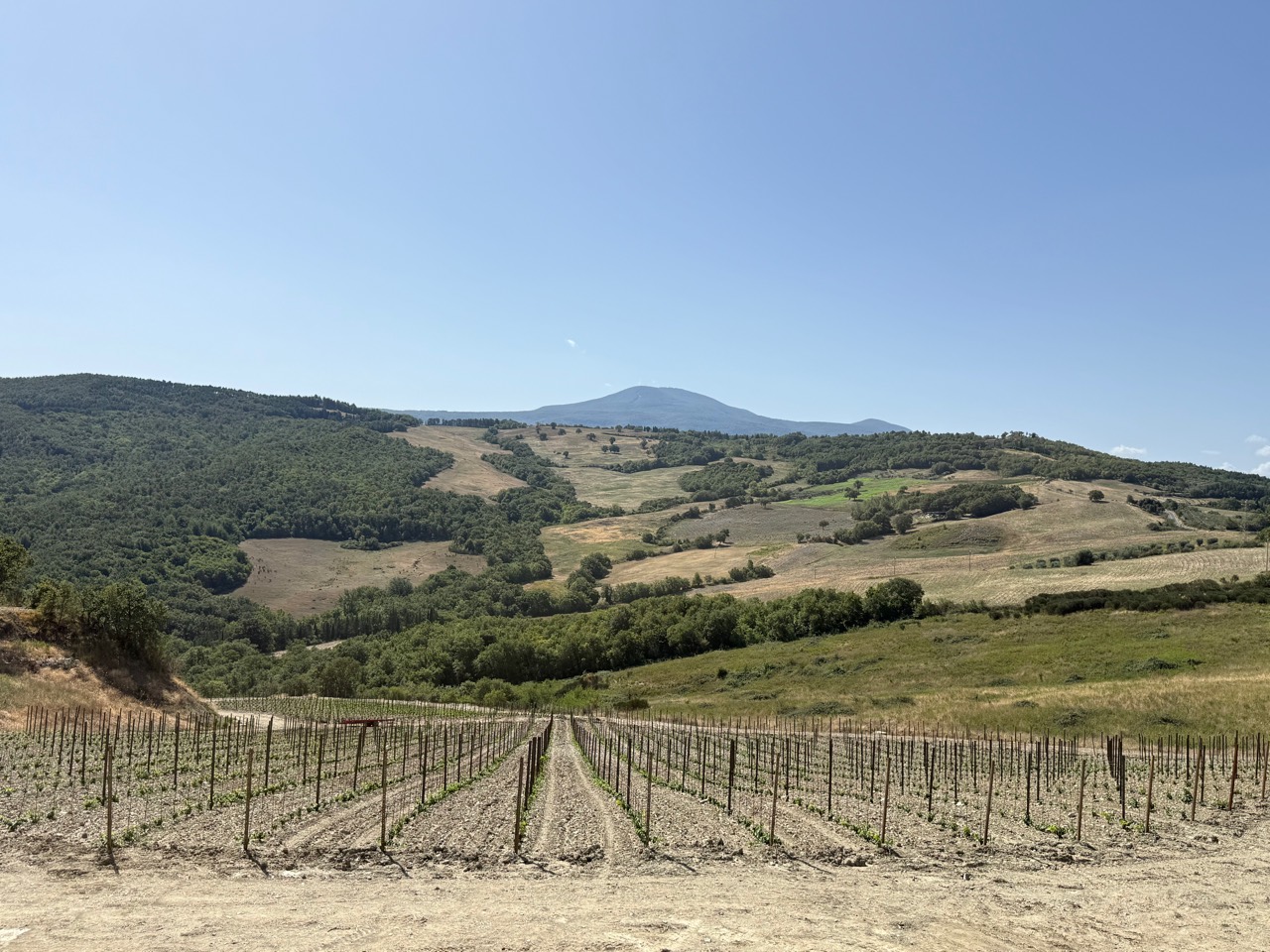 La giovane Vigna Casa nel Bosco Ovest ai piedi del Monte Amiata
