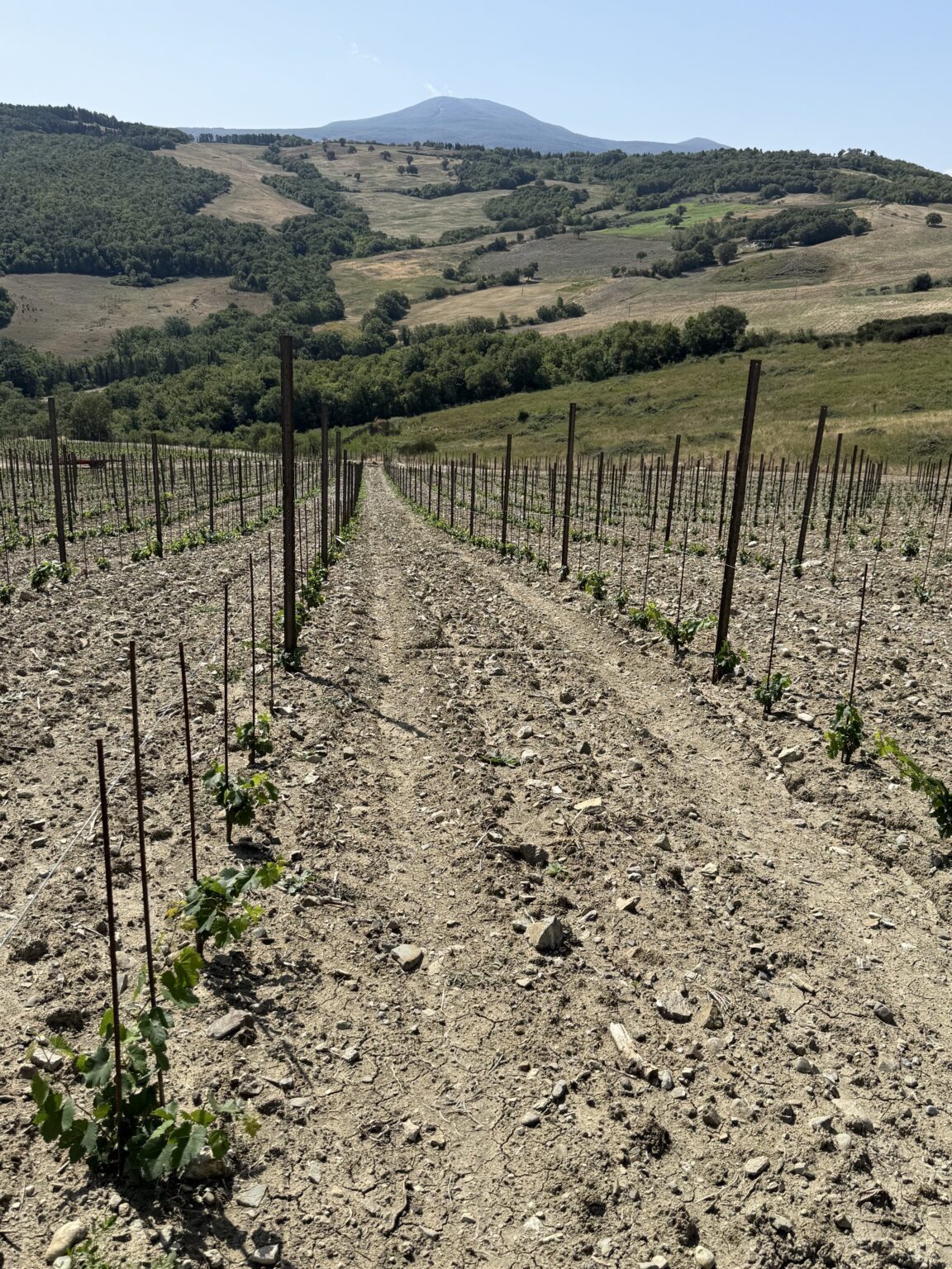 I filari di Cabernet Franc della Vigna Casa nel Bosco Ovest rivolti verso il Monte Amiata