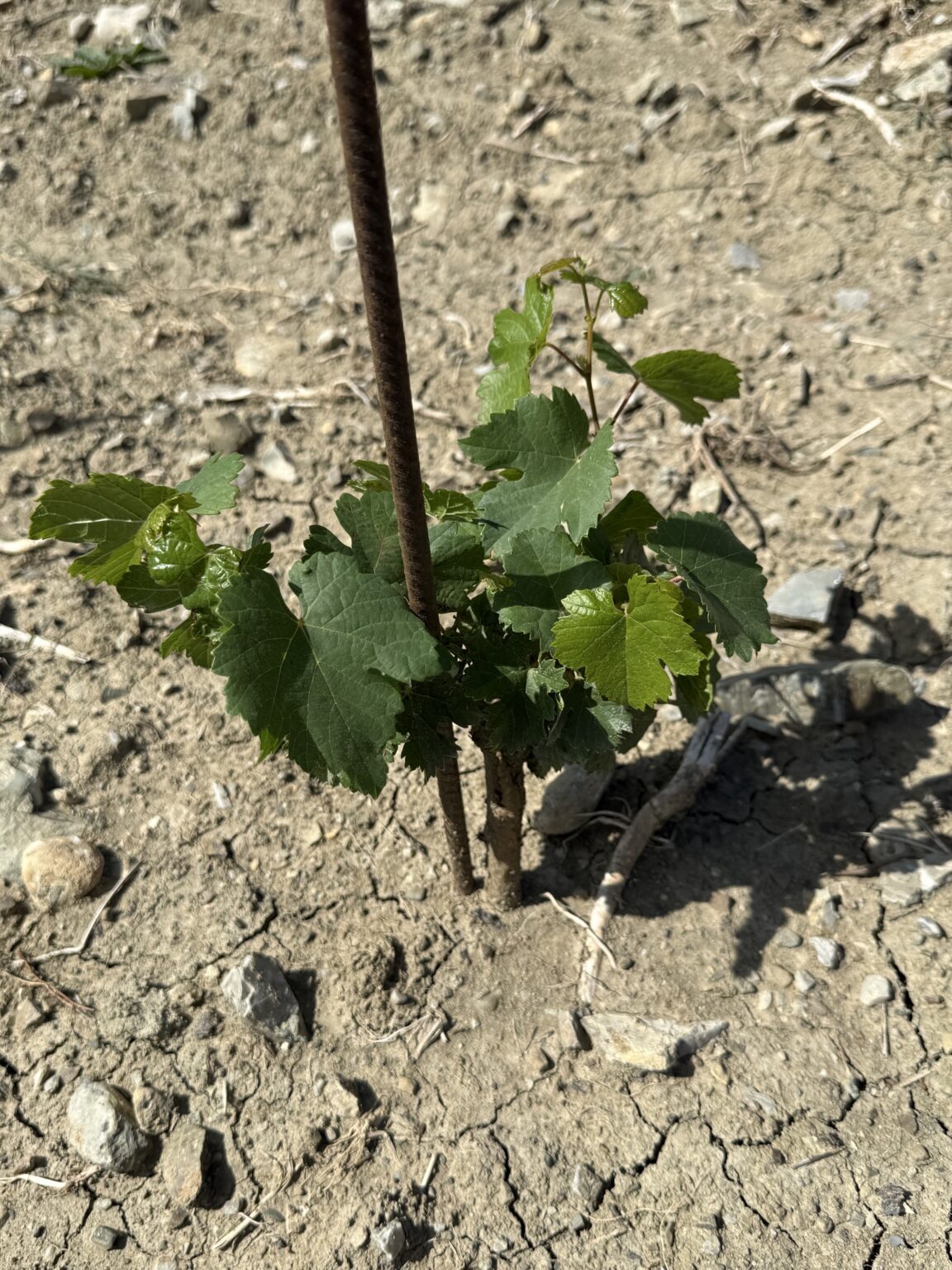 Dettaglio di una giovane vite di Cabernet Franc a Casa nel Bosco Ovest
