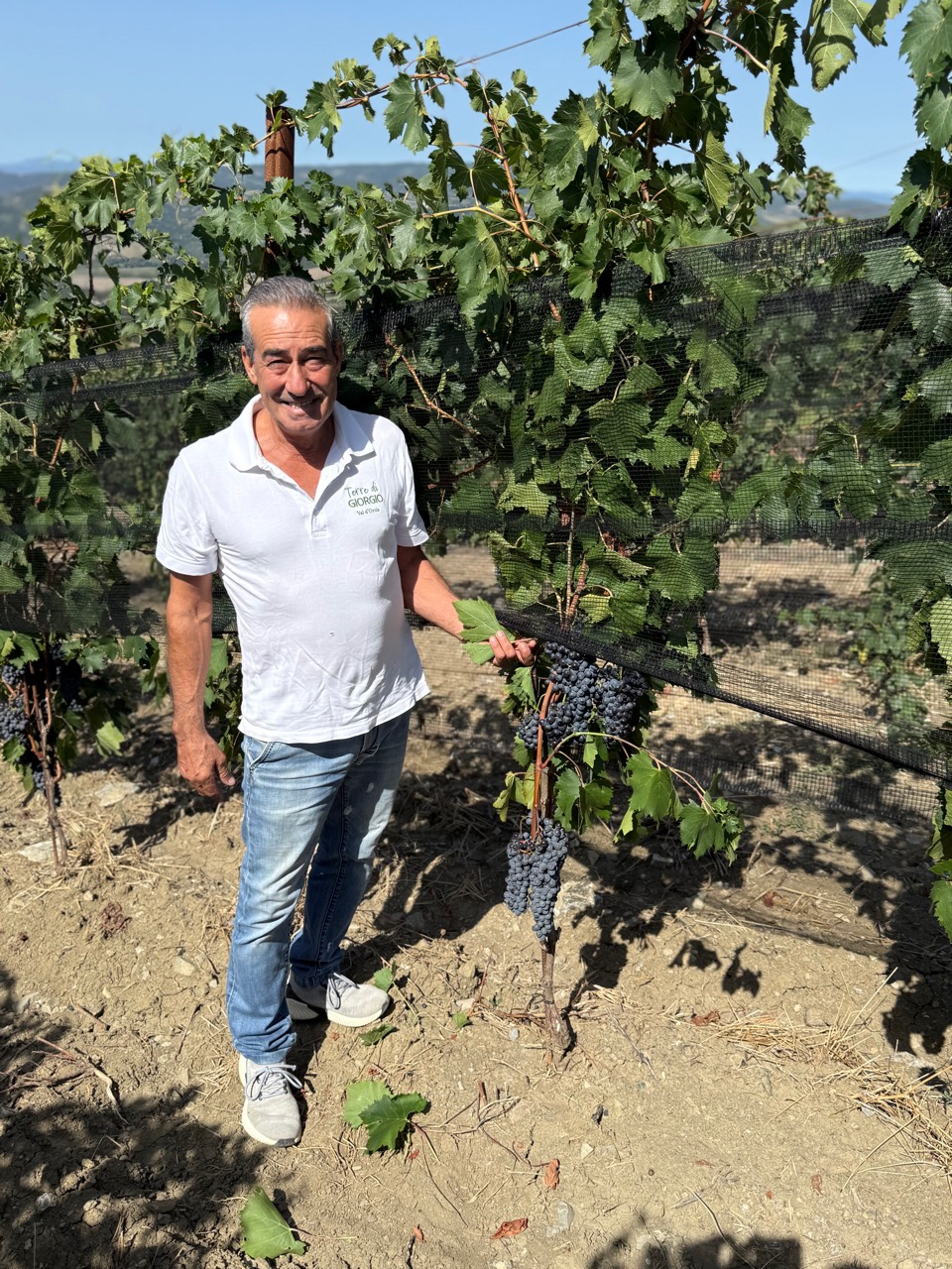 Gianfranco Moi, fattore di Terre di Giorgio, tra i filari