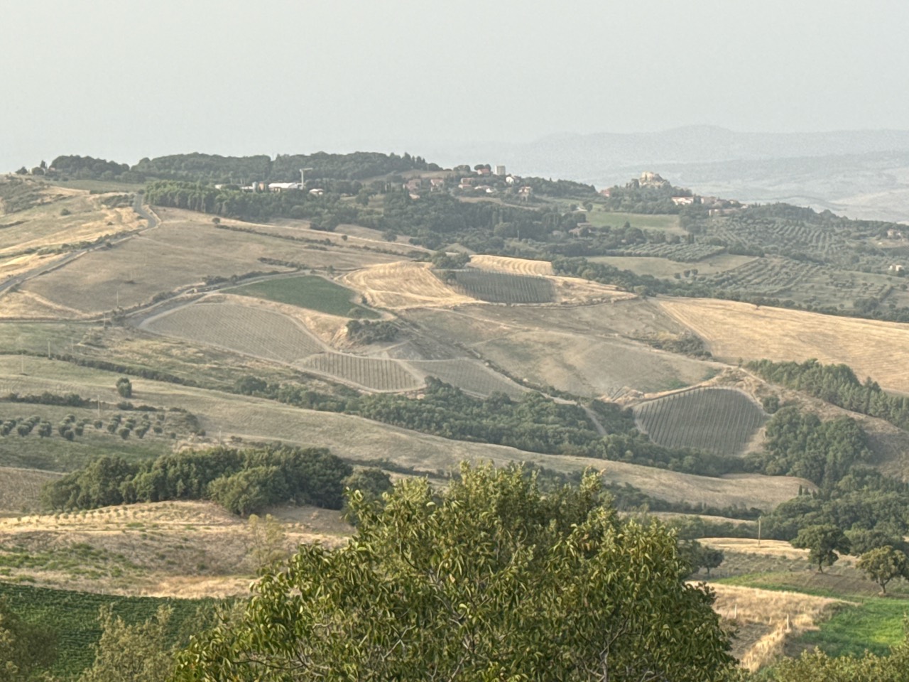Weinberge und Hügellandschaft des Landguts Terre di Giorgio im Val d’Orcia
