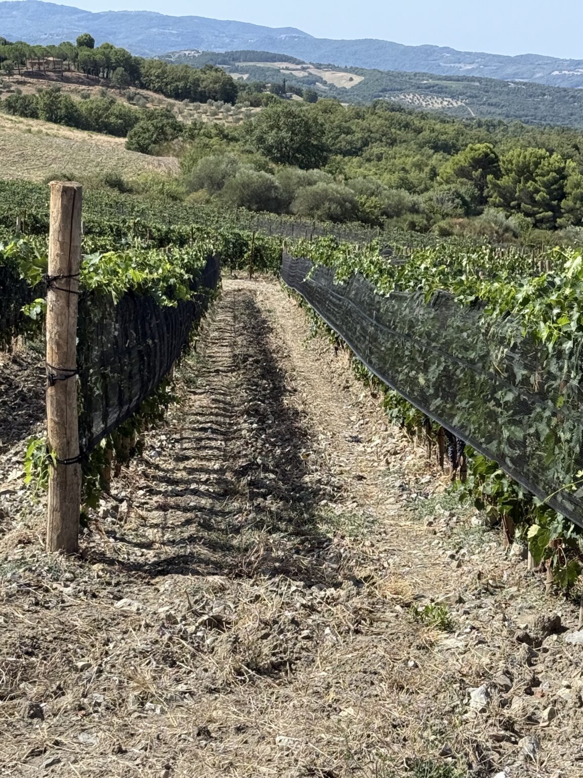 Un filare della Vigna 78 con le reti di protezione delle uve