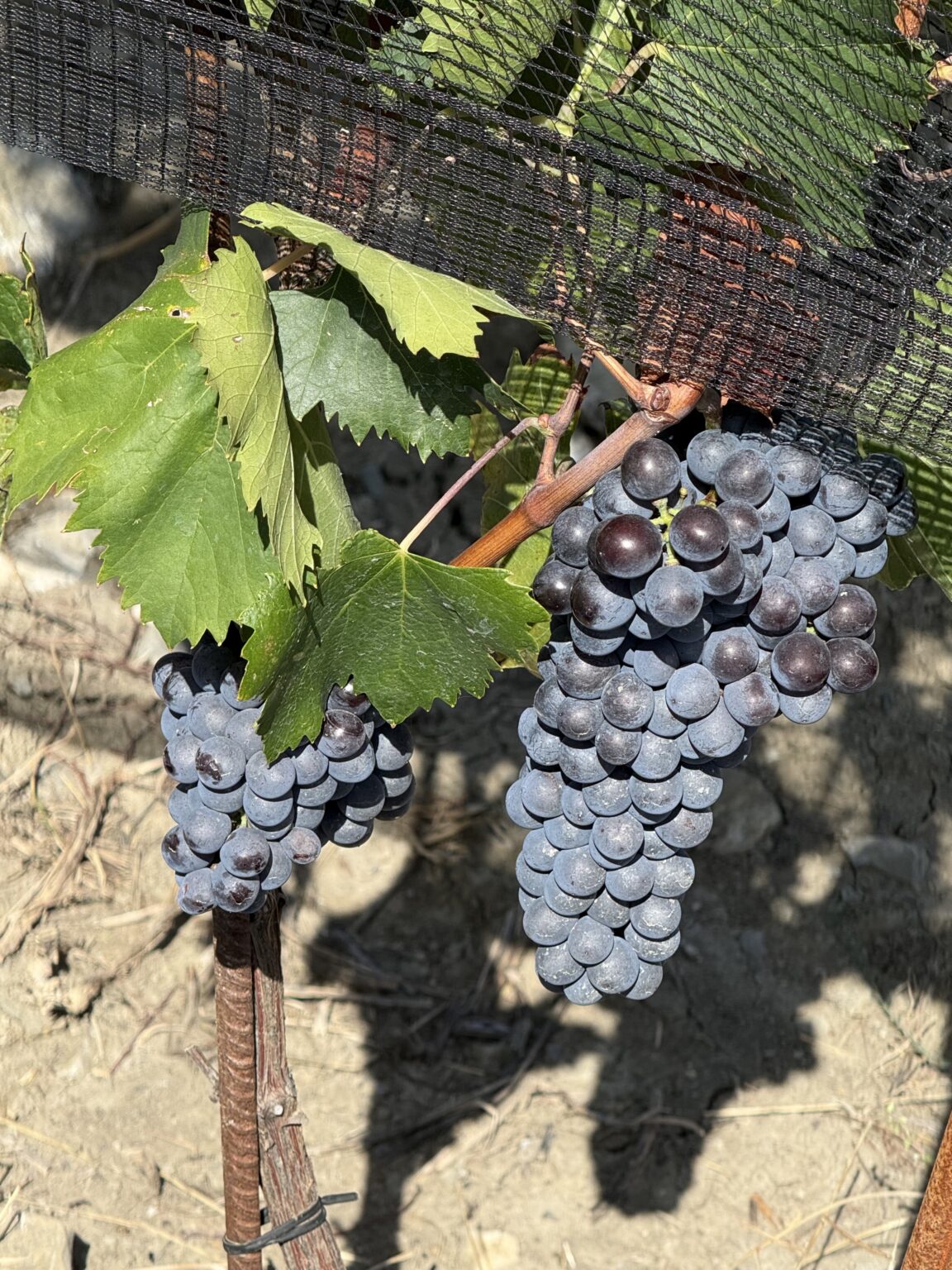 Grappoli di Sangiovese nella Vigna 78, progetto dedicato alla diversità clonale