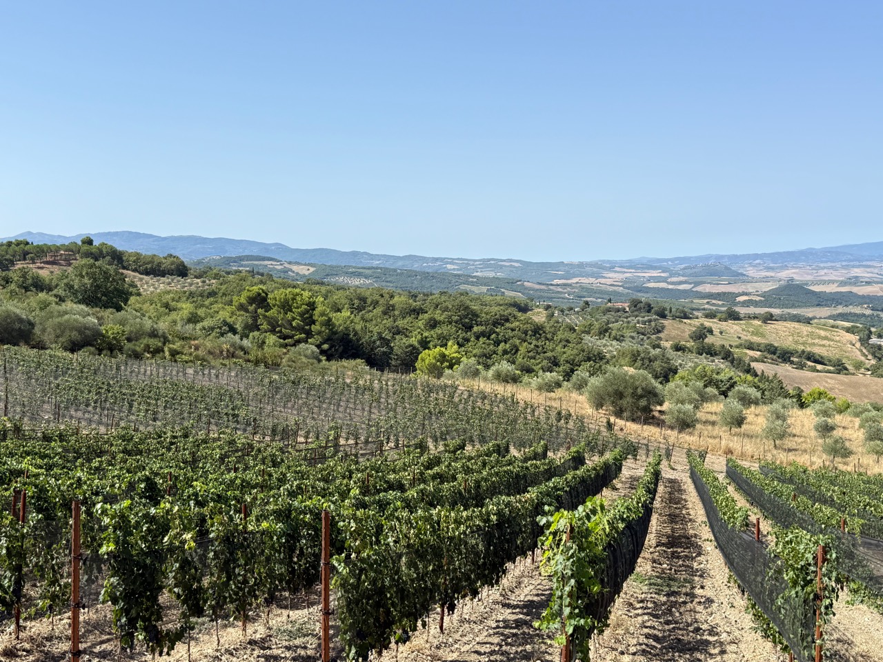 Le microvigne di Vigna 78, biblioteca dei cloni di Sangiovese affacciata sulla Val d'Orcia