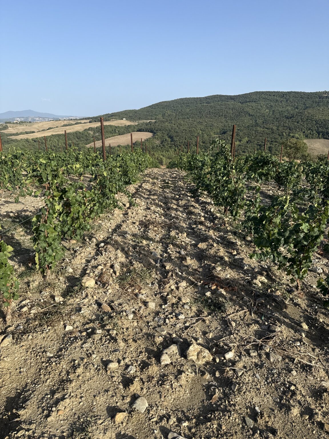 Filari di Cabernet Franc e terreno sassoso nella Vigna Casa nel Bosco Est