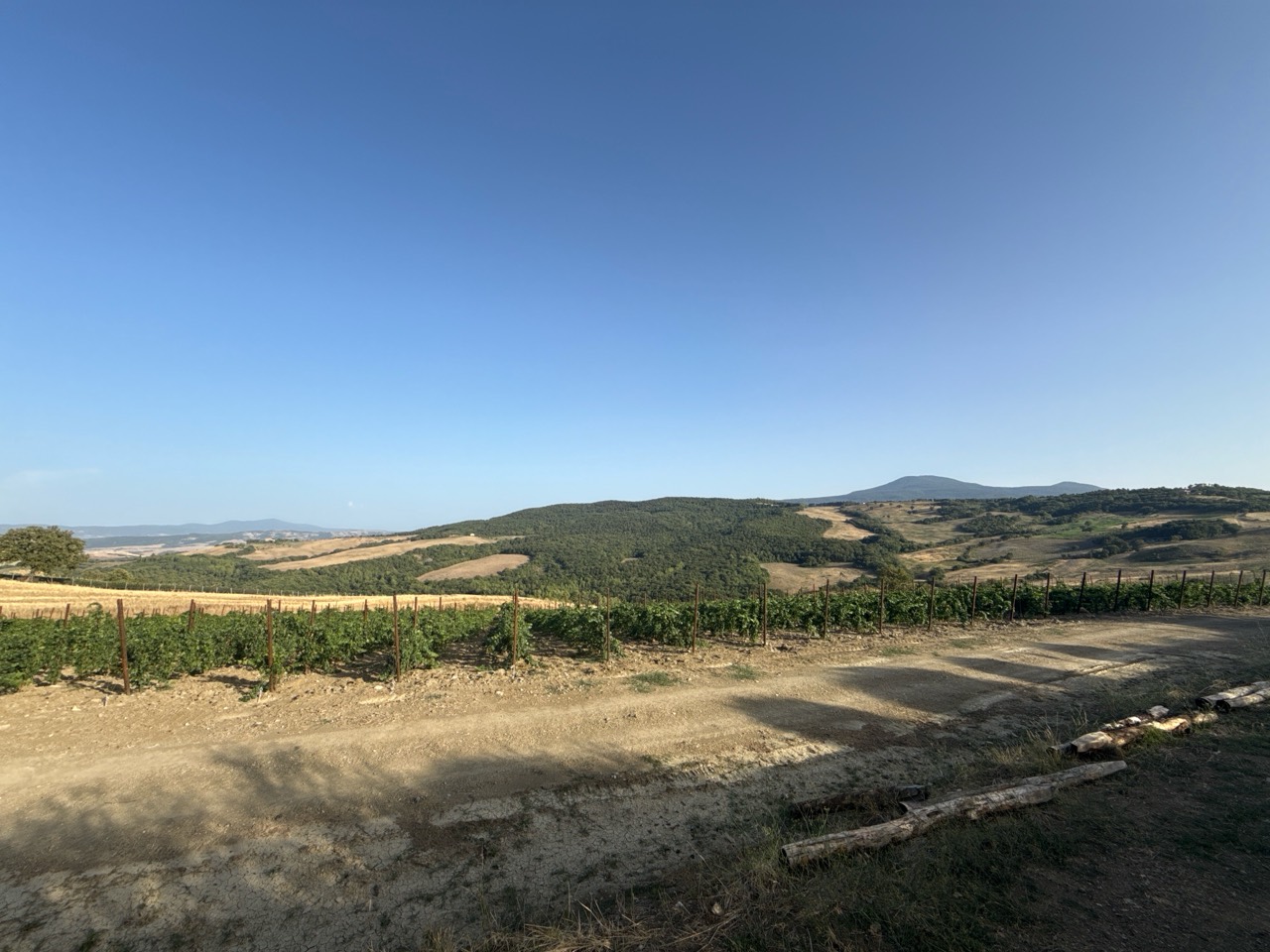 Panorama della giovane Vigna Casa nel Bosco Est tra boschi e colline