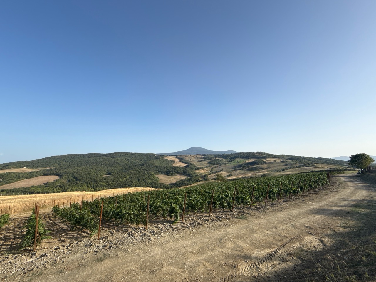 La Vigna Casa nel Bosco Est con il Monte Amiata sullo sfondo