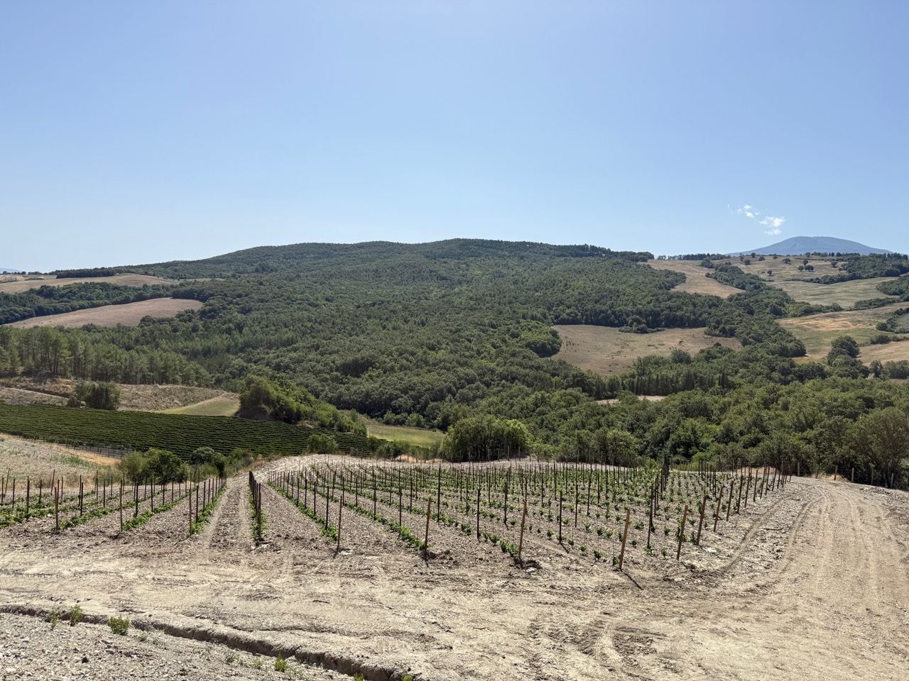 Panorama della Vigna del Fosso Est, giovane parcella di Vermentino circondata dai boschi