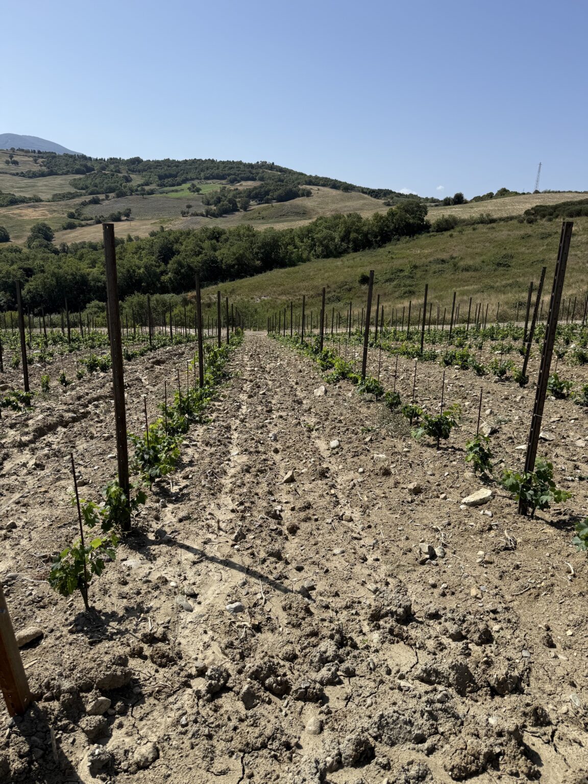 I filari in pendenza della Vigna del Fosso Est
