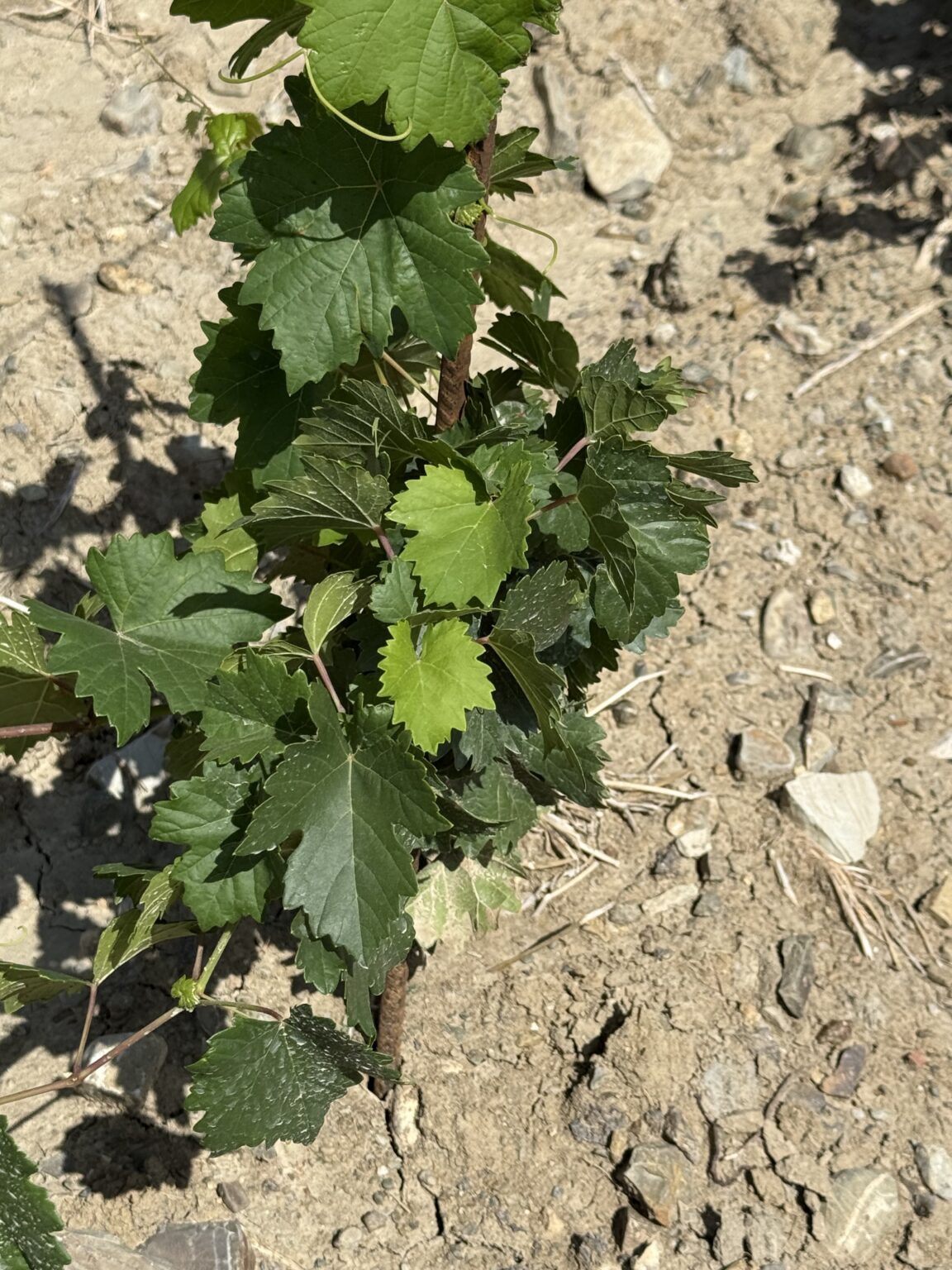 Dettaglio di una giovane pianta di Vermentino nella Vigna del Fosso Est