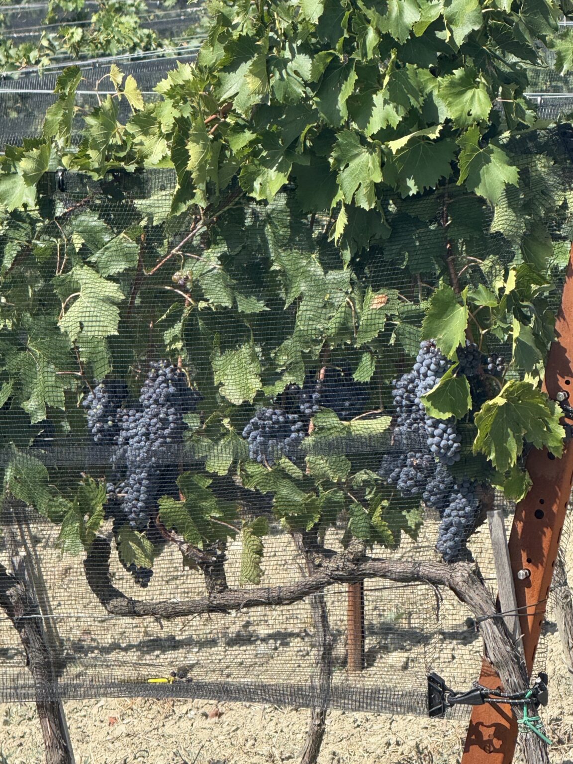 Grappoli di Sangiovese sulla vite a cordone speronato della Vigna delle Querce