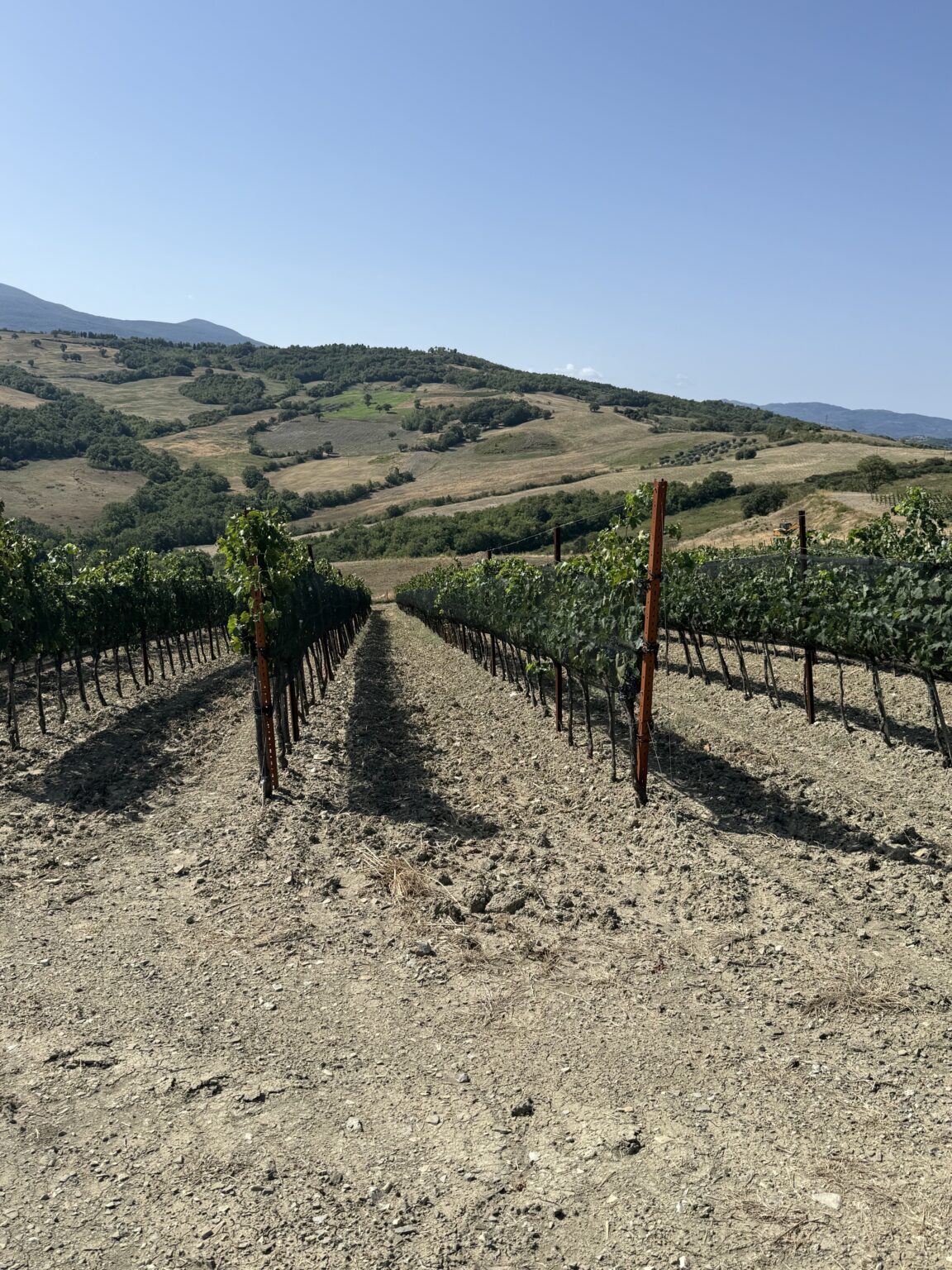 Filari in pendenza nella Vigna delle Querce, allevata a cordone speronato