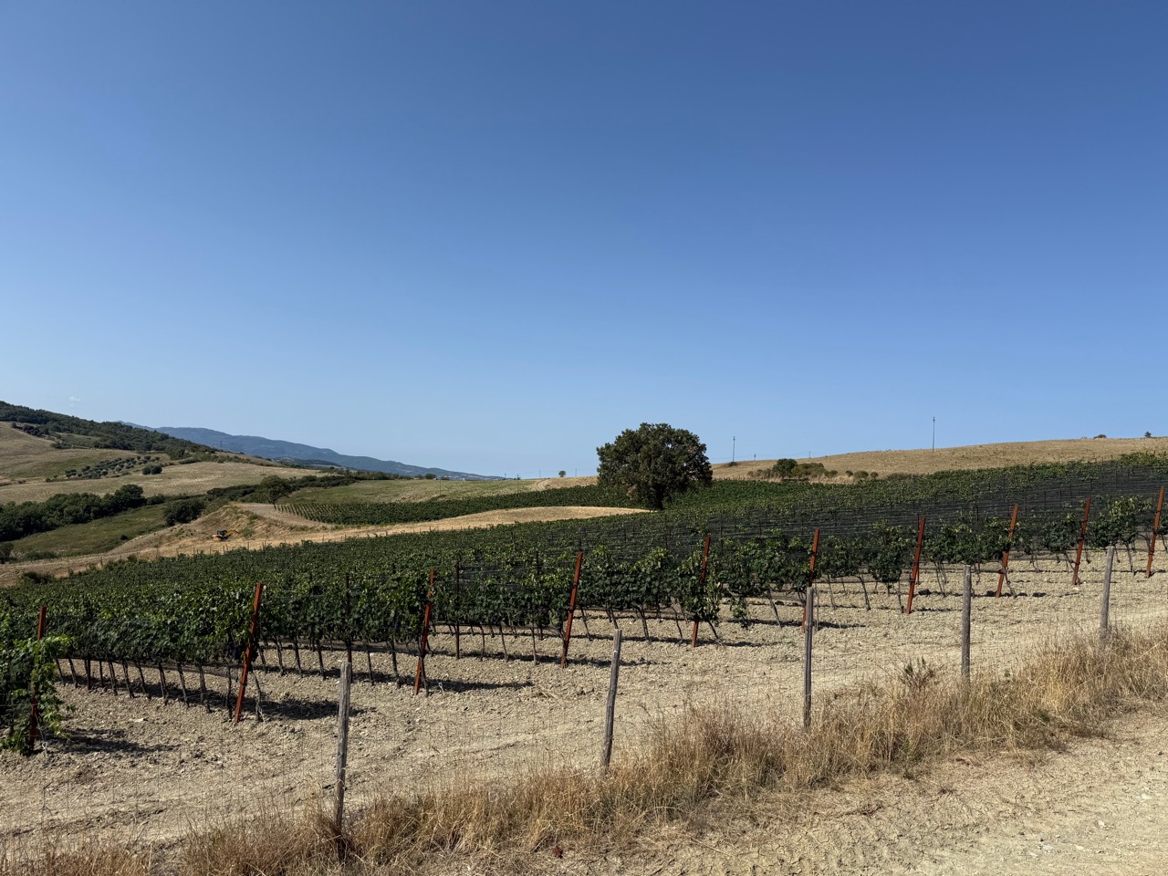La Vigna delle Querce e i suoi filari di Sangiovese sulle colline della Val d'Orcia