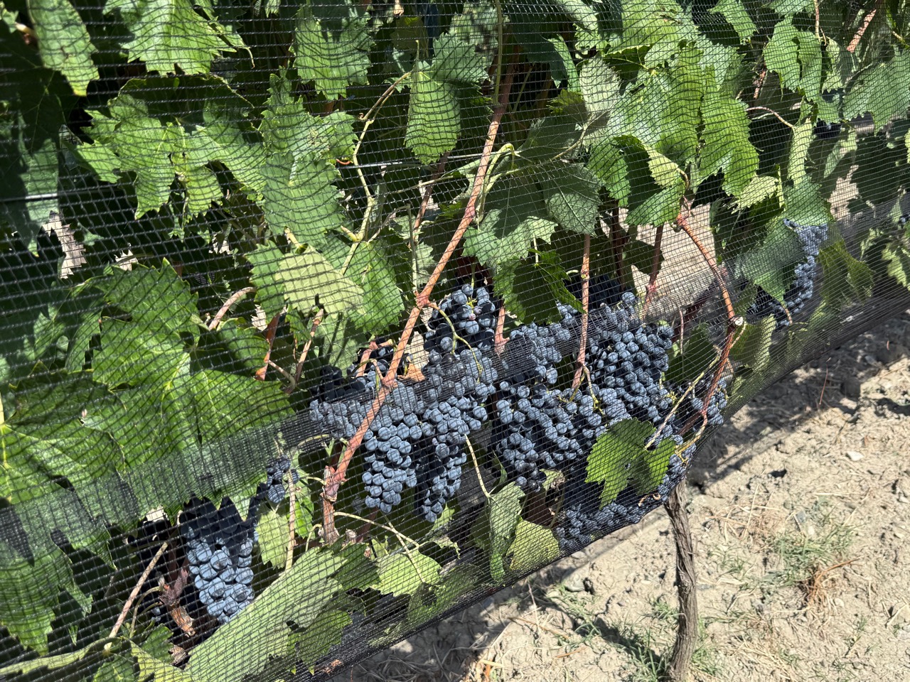 Grappoli maturi di Sangiovese protetti dalle reti nella Vigna Diana