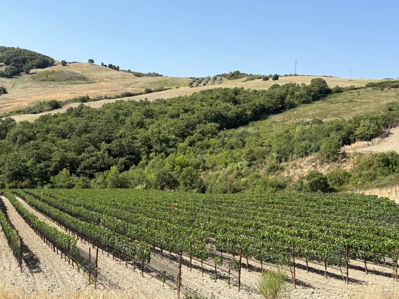Veduta dall’alto della Vigna Diana, con i filari di Sangiovese immersi nel paesaggio rurale