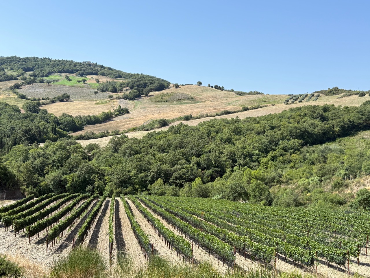 I filari di Sangiovese della Vigna Diana scendono tra i boschi e le colline della Val d'Orcia
