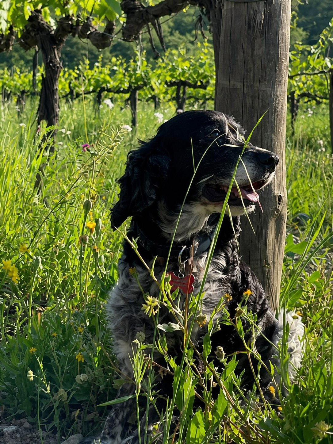 Diana, la cagnolina che ha dato il nome a Vigna Diana, tra i filari nel 2021
