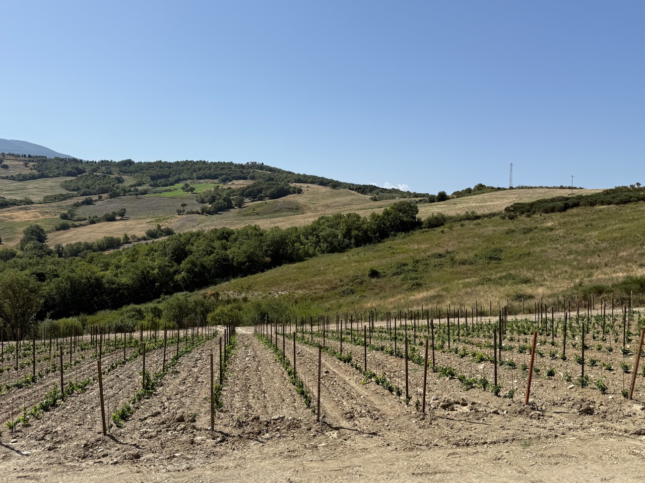 I giovani filari di Vermentino della Vigna del Fosso Ovest tra le colline