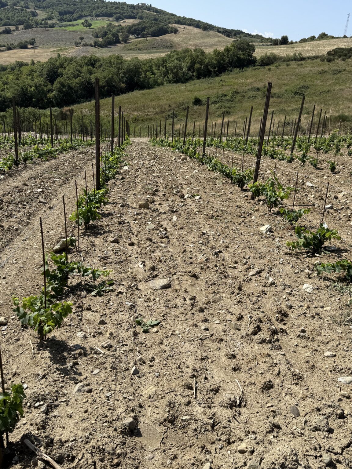 Filari in pendenza nella nuova Vigna del Fosso Ovest