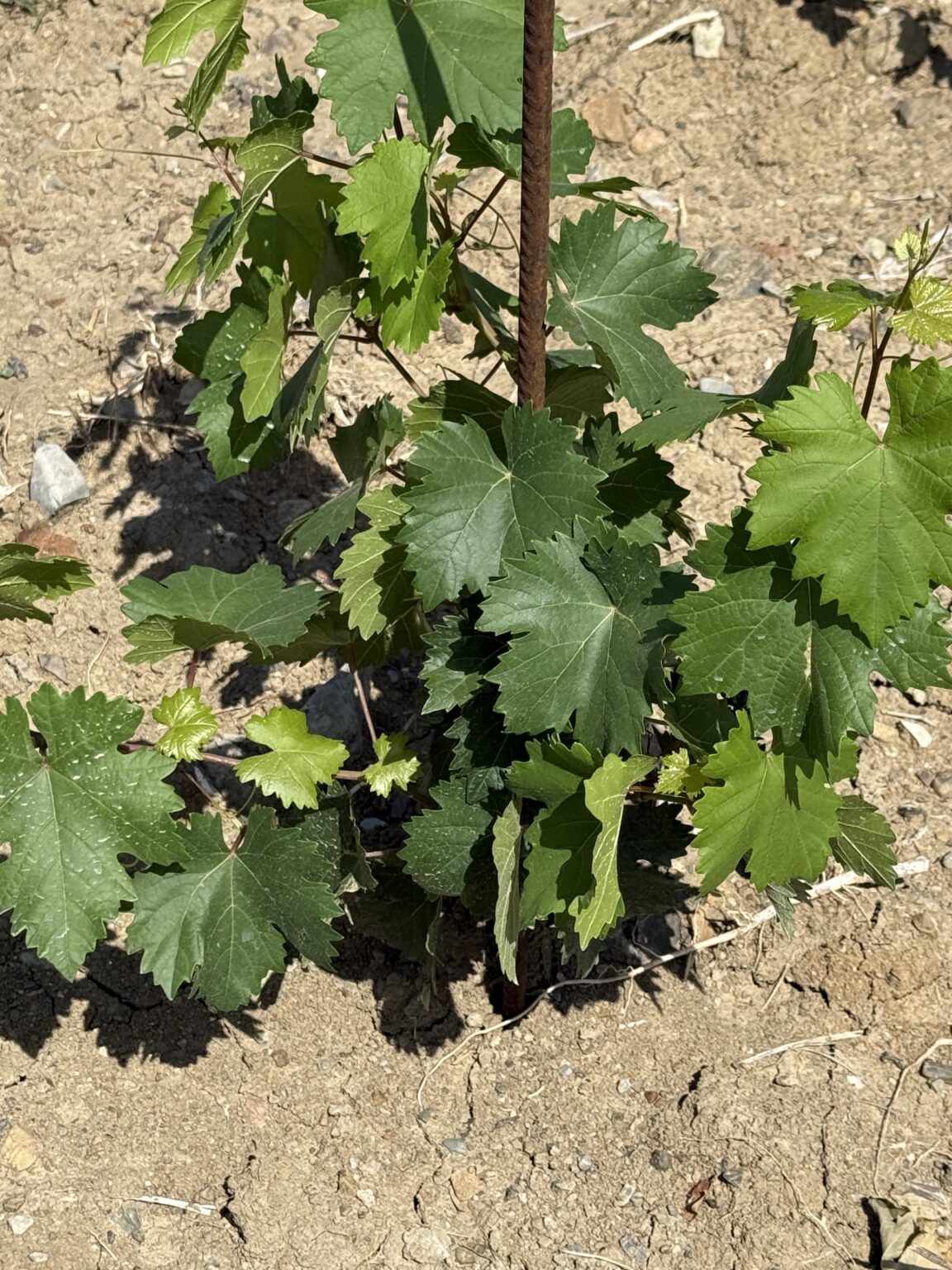 Dettaglio di una giovane vite di Vermentino nella Vigna del Fosso Ovest