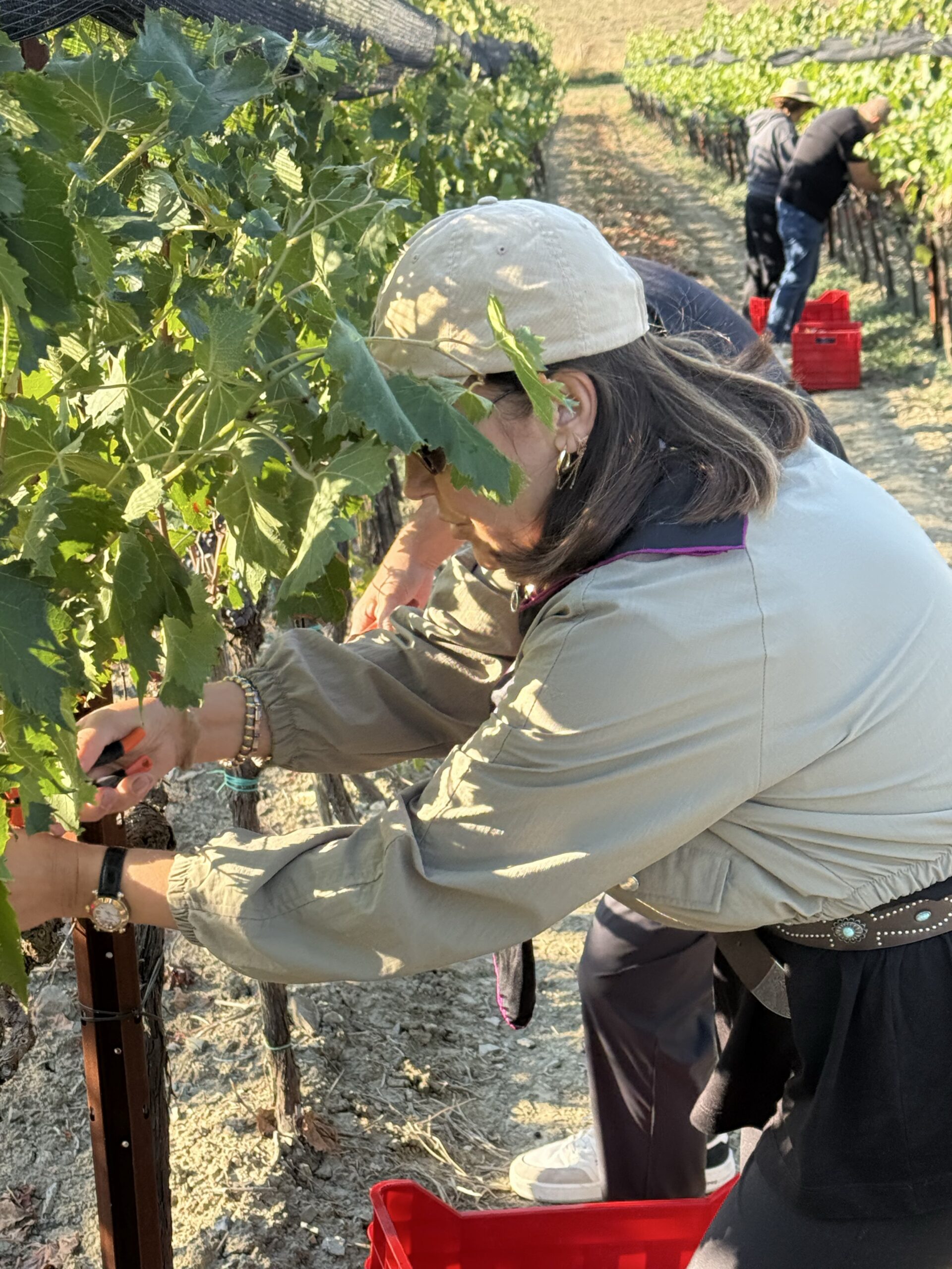 Un’ospite raccoglie l’uva a mano durante la vendemmia a Vigna delle Querce
