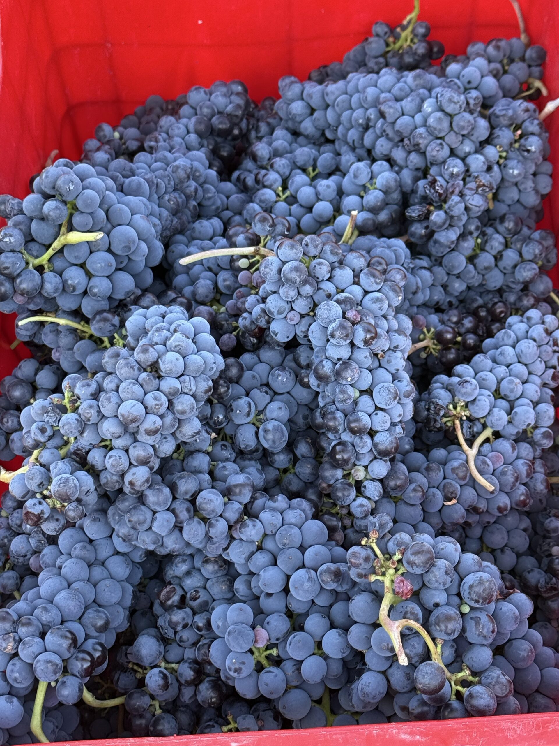 Grappoli d’uva appena raccolti nelle cassette a Vigna delle Querce
