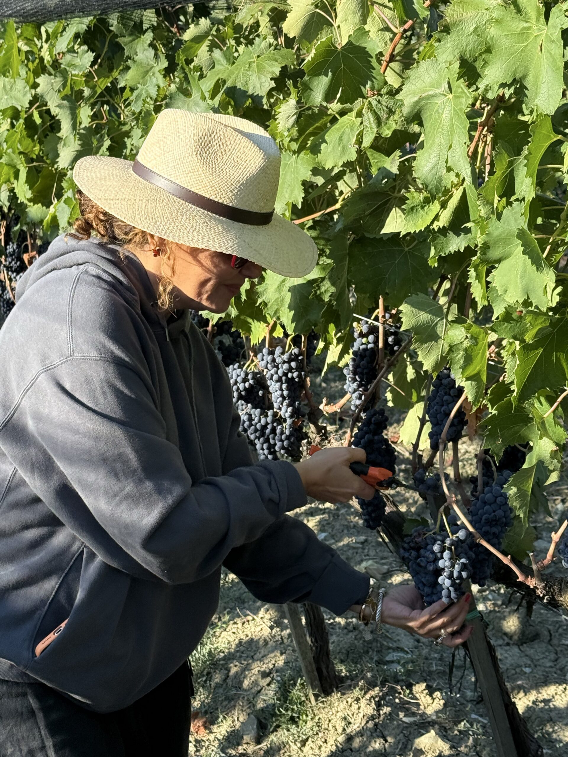 Raccolta manuale di un grappolo durante la vendemmia di Vigna delle Querce