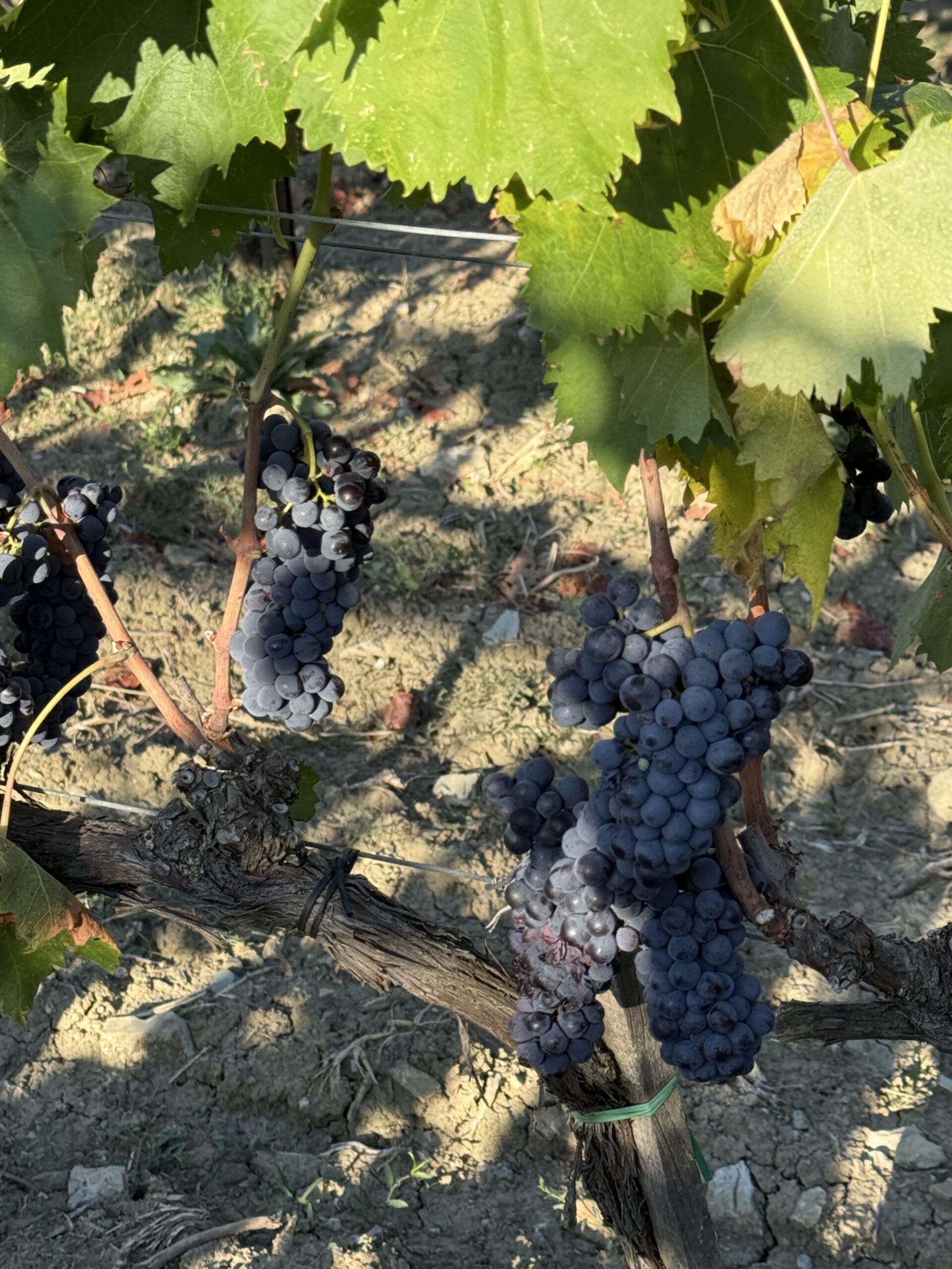 Grappoli sulla vite a Vigna delle Querce il 25 settembre 2026