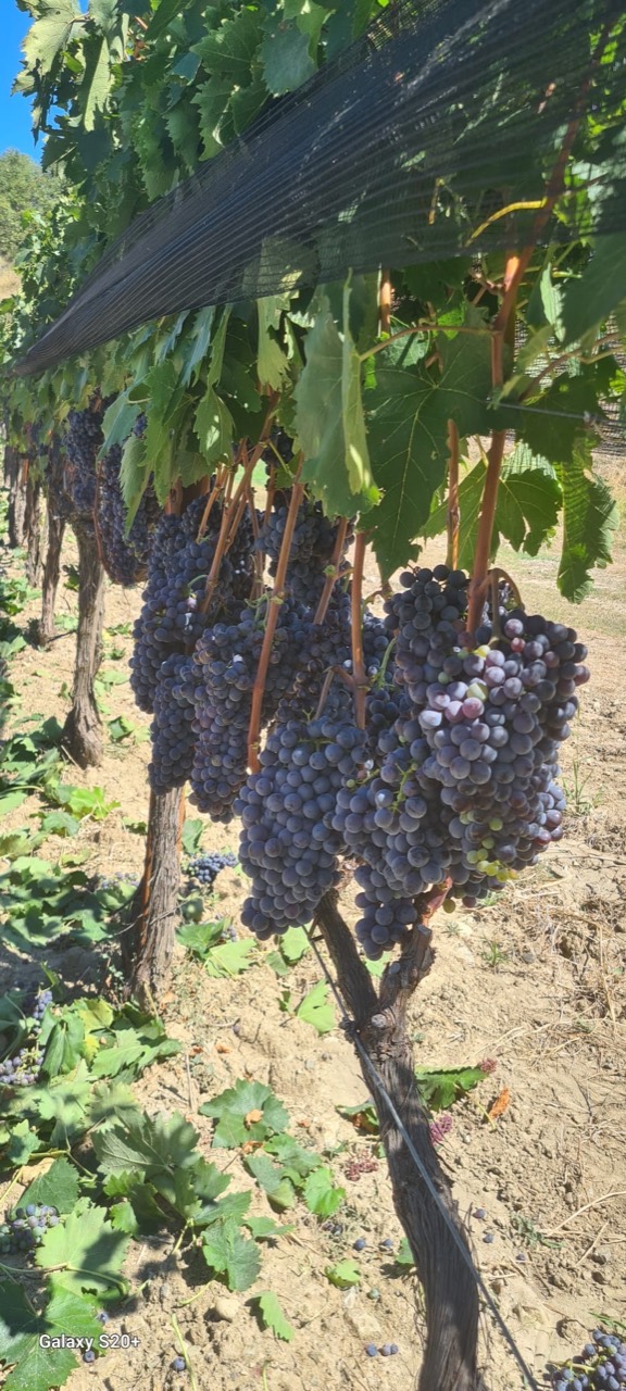 Grappoli di Sangiovese tra i filari di Vigna Diana