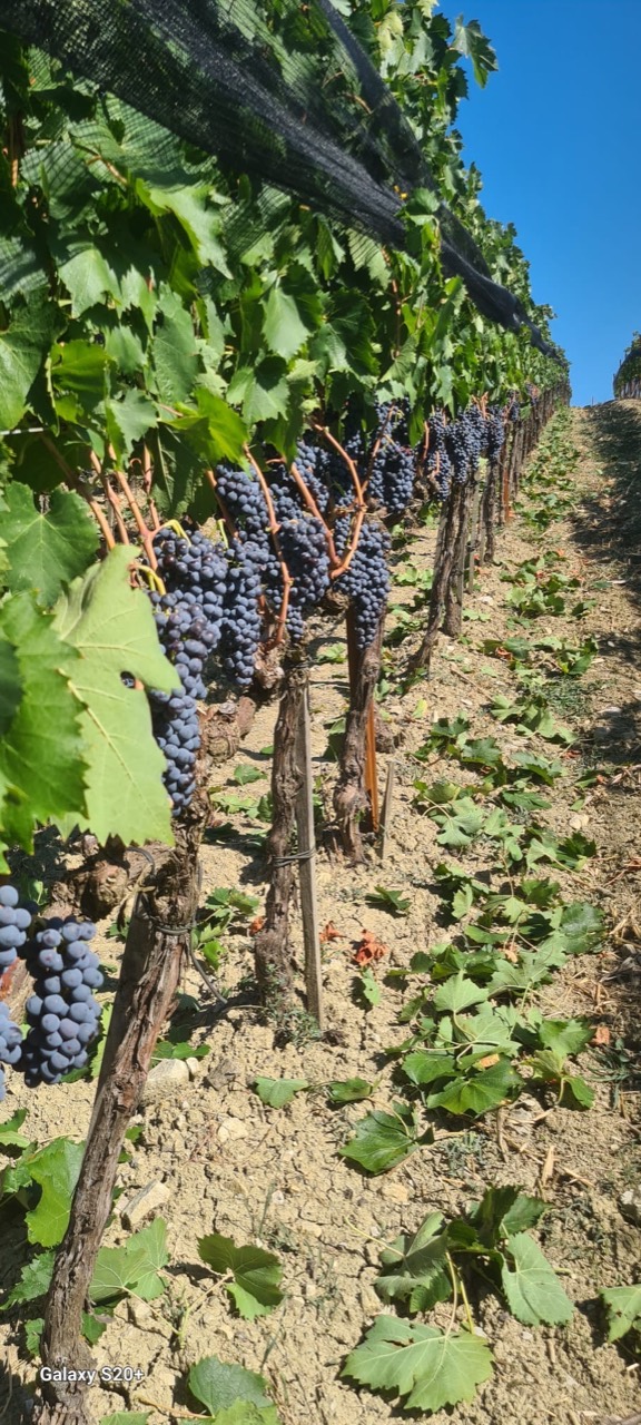 Filare di Sangiovese a Vigna Diana